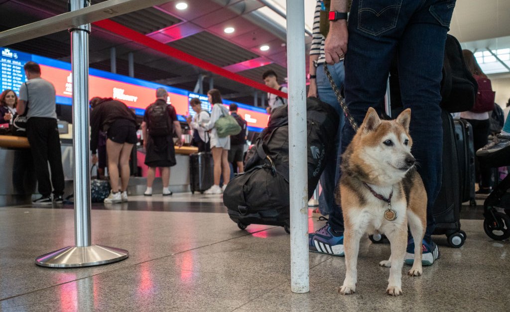 bark air dogs flight.jpg