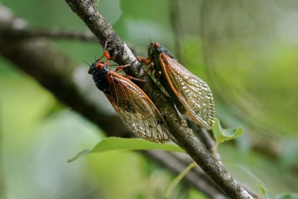 Cicada Emergence Could Affect People on the Autism Spectrum cicadas noise impact.jpg