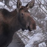 moose.jpg