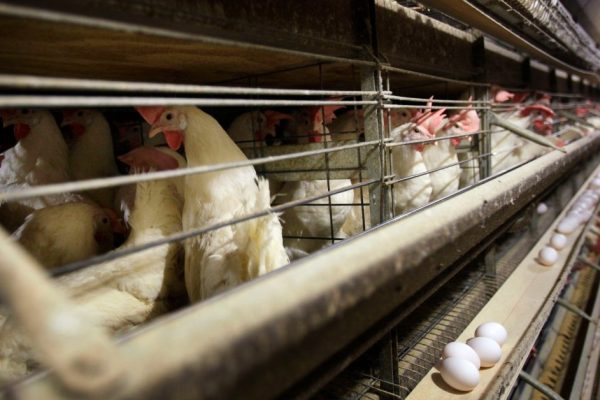 iowa bird flu.jpg