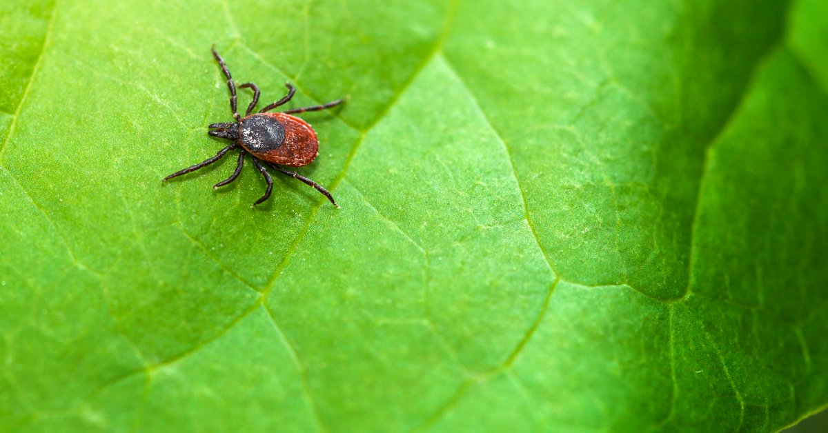 tick on leaf.jpg